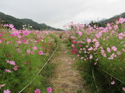 ڔ̊Րl̃RXXXER̓eʐ^1