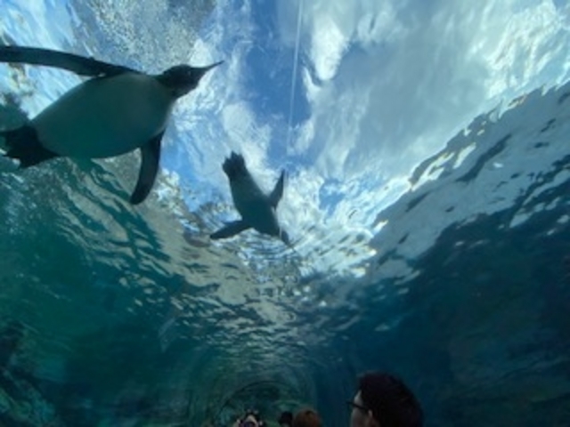 ����ԃy���M������_���R������