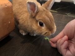 うさぎに出会えるカフェ ミニヨン 予約 アクセス 割引クーポン じゃらんnet