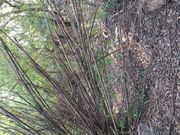 Ȃׂ񂳂̎ĔRW]̓eʐ^1