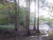 Ă̎Iό@όē̓eʐ^4