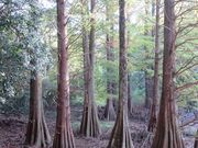 Ă̎Iό@όē̓eʐ^5