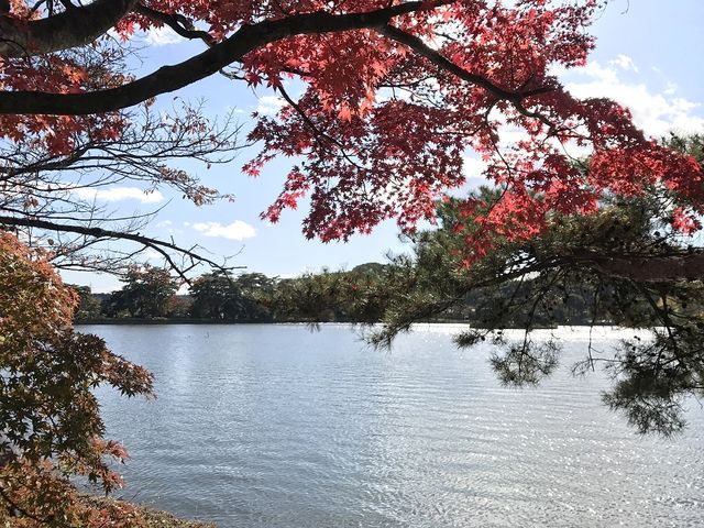 �ԃ��~�W���Y��ɉf���Ă܂�_���