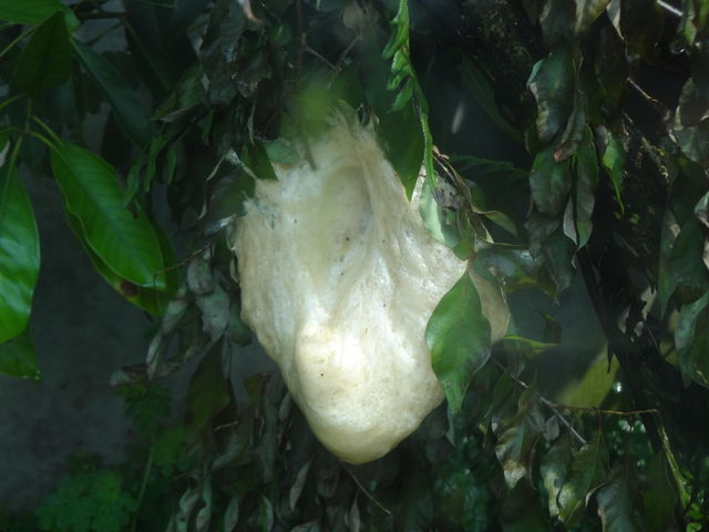 AIKG̗BČ̂H_Kawazoo ̊^JG