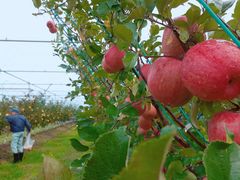 񂾂_Ɖ|Z^[@݂ǂ̓m̎ʐ^1