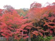 ߋT|~̎@̍gt̓eʐ^1