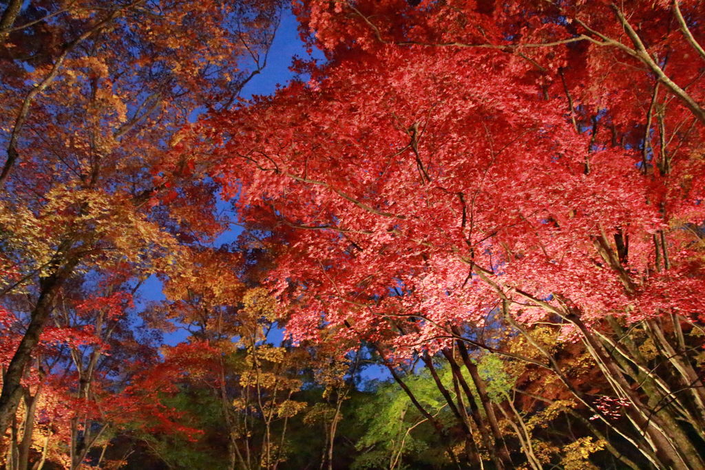 笠置の紅葉 アクセス 営業時間 料金情報 じゃらんnet