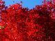 マックさんの山寺の紅葉の投稿写真16