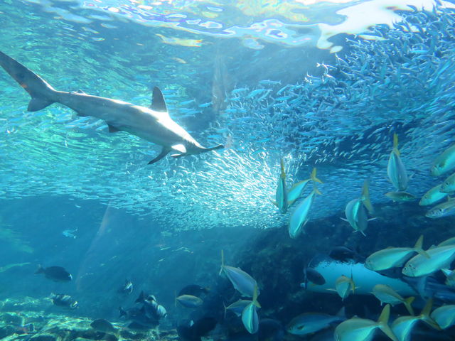 n}[wbhV[NCVɋ߂Â_\㓇يC