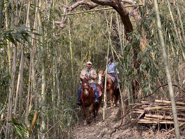 �|��Ԃ�~�������}�ȎR����o������~�肽��B_�z�[�X�L�����v�@������