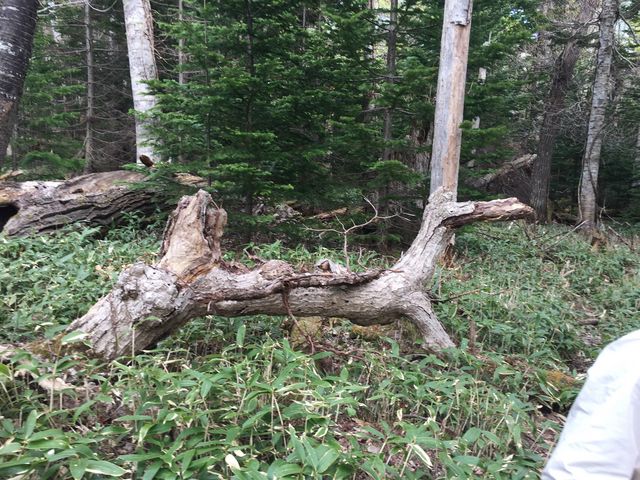 �����уc�A�[_�I�z�[�c�N���R��