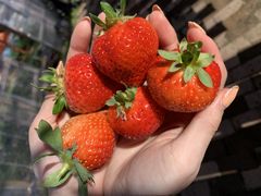 ApJ񂳂̂邤_ւ̓eʐ^1