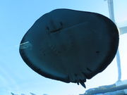 yosshy̋\㓇يC̓eʐ^4