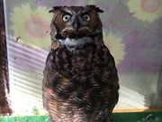 ܂񂳂̂ӂ낤JtFn̓eʐ^2