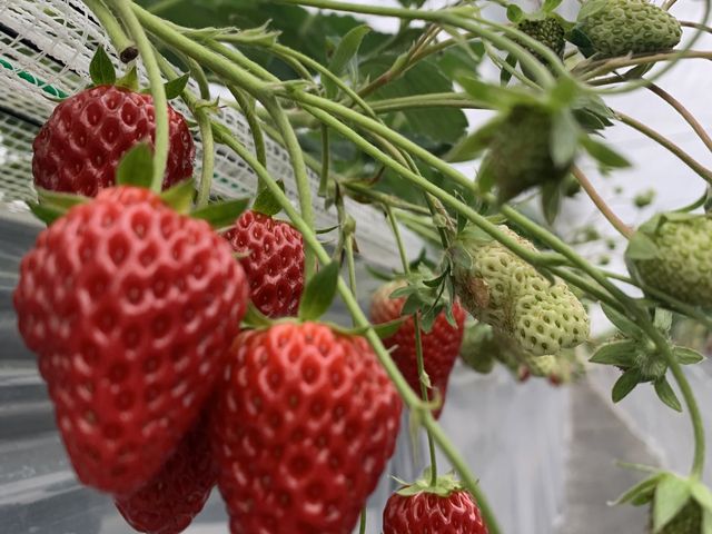 ���C�ɓ���̂�ڂ��ł��I_�C�ӂ̂�������