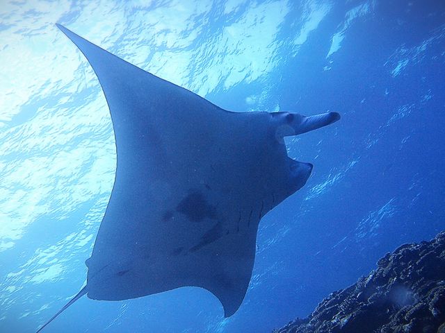 �}���^�I_mellow's