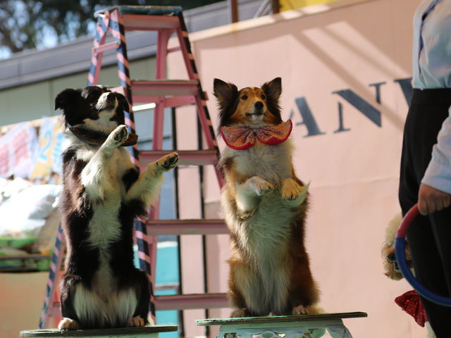 �V���[�̃x�e������l_���΂���񃉃��h