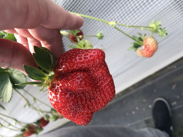 �Â��Ĕ������������ł�_���c�t�@�[���@�x���[��