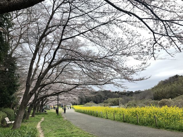 Ԍ쉈B؂̉ԂꂢłB_ԓ