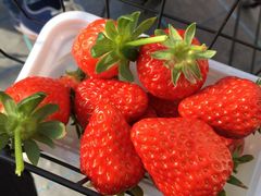  Ղ -ichigo plant-̎ʐ^1