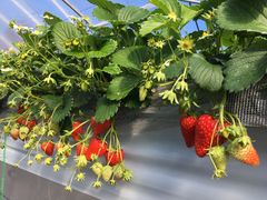 €܂̂ɂڂ̂ւ̓eʐ^1