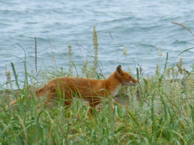 �k�C���E�t���s�E�@�J���E�Ŗk�[�̒n�̔藠�ɂ����L�c�l_���{�Ŗk�[�̒n�̔�