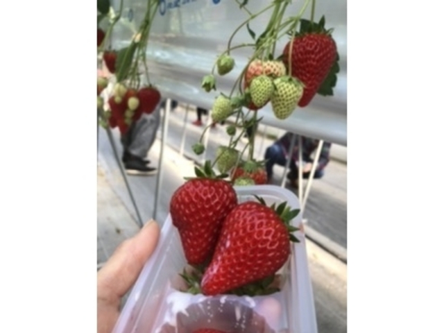 �Â��đ傫���_�����ό��A�O���X�l����