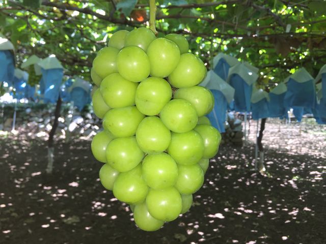 Ԃǂ񂳂̃c^uhEp[N̓eʐ^1