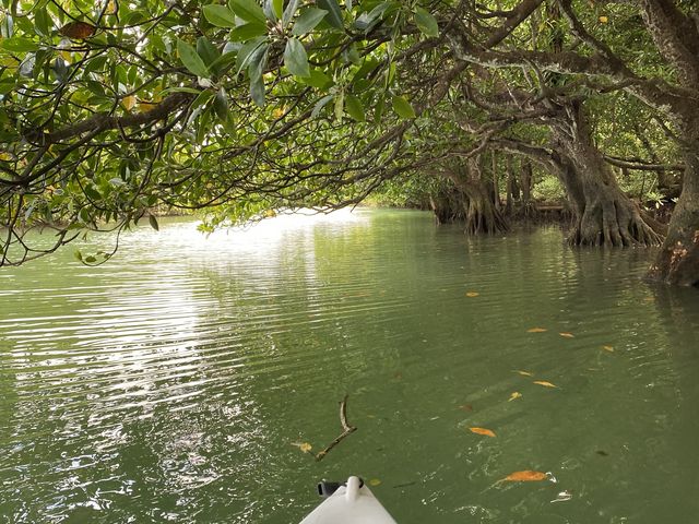 マングローブのトンネルも綺麗でした。_OHCUS石垣島