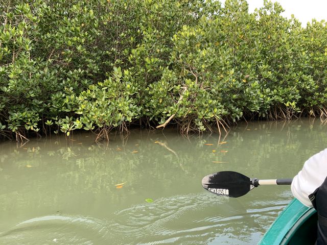 Jk[Œ͂ȊłB_OHCUSΊ_