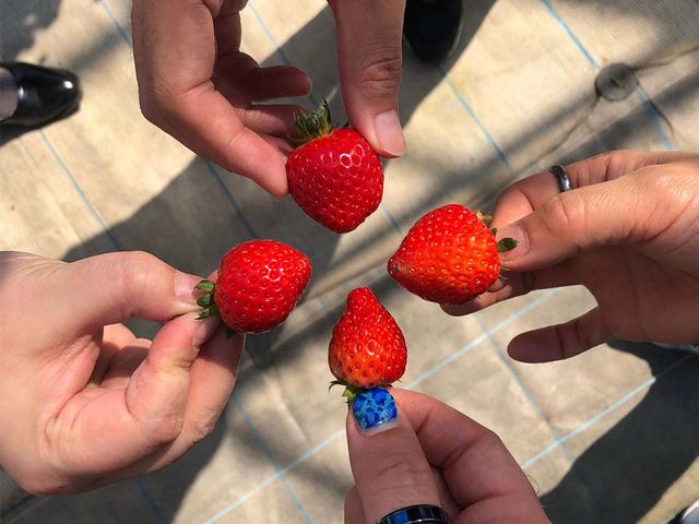 �ǂ̂��������Â������I�I_���c���������_��