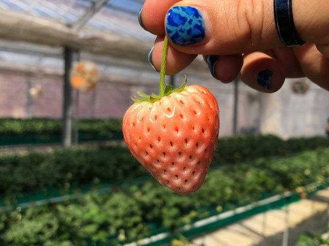 ���������┖���F�̂�����������܂����B������������I_���c���������_��