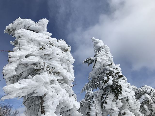 ɂAÎ~XBmRRt߂猻n߂B_mR