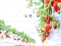 ܂񂳂̌ct@[ւ̓eʐ^1