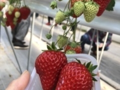 䂩񂳂̕όAOXl΂ւ̓eʐ^1