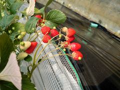 Ă̓̉w ݂̂̋ւ̓eʐ^1