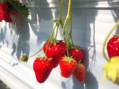 ܂肿񂳂̌ct@[ւ̓eʐ^1