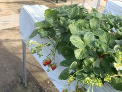 Ђ낭񂳂̂Eu[x[_@x[̋ւ̓eʐ^1