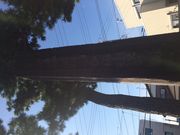 hide����̍҃P�R�Ð���̓��e�ʐ^1