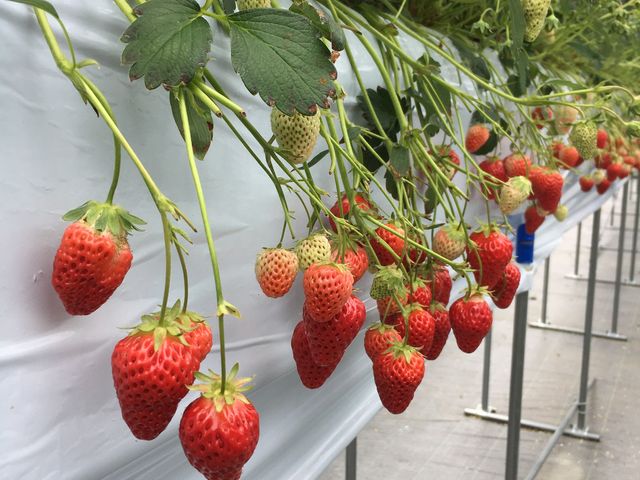 �݂��݂������ĊÂ�������������ł܂��I30�����ĒZ���Ǝv�������ǁA���傤�ǂ����I_�����ό��A�O���X�l����