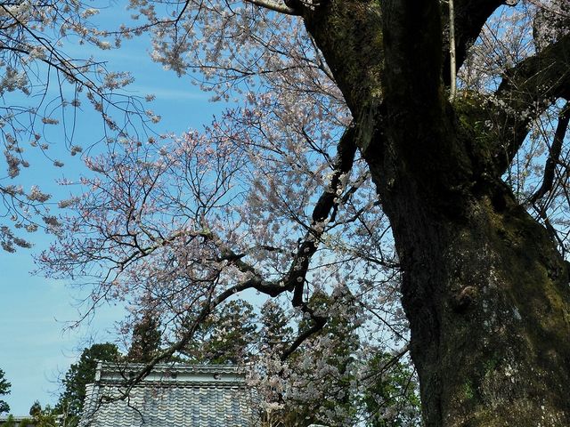 2017N̓h}uȏ@Ձv̂̎Ă_