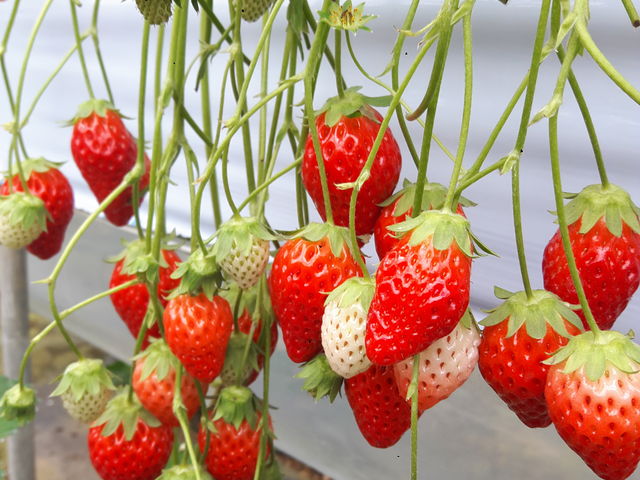 ���܂��C�`�S����R_���邢������