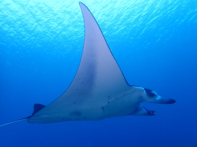 ���낵�}���^�I_�_�C�r���O�T�[�r�X�Ђ�sun