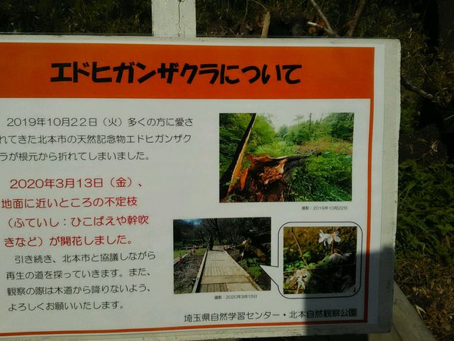 킿񂳂̖k{Rώ@̃GhqKUN̓eʐ^2