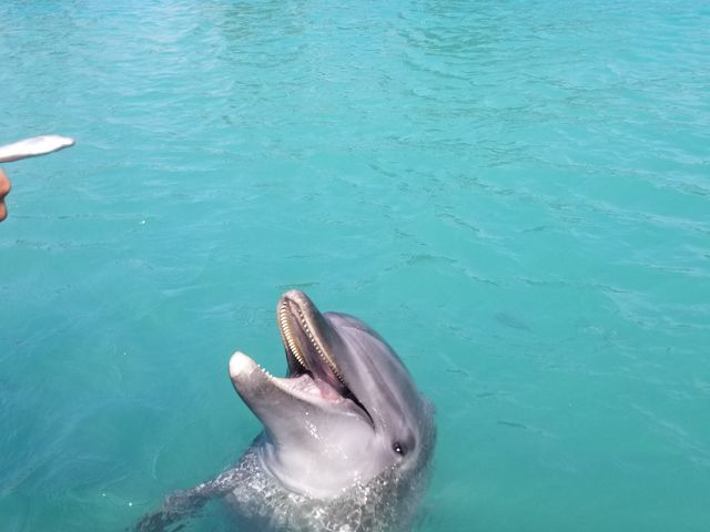 �h���P�[�X�ɓ��ꂽ�X�}�z�ŎB�e���܂����B_���ƂԌ��C��