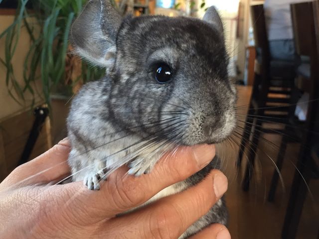 ``łB_Exotic cafe MOO