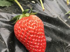 �݂������SANO Strawberry Farm�ւ̓��e�ʐ^1