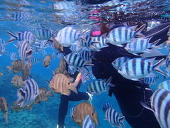 낤̐̓A@Dive@ւ̓eʐ^1