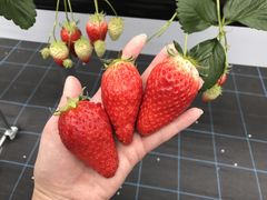 ܂̂Ƃ悳t@[ւ̓eʐ^1