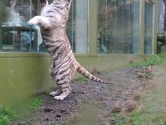 �ɓ��A�j�}���L���O�_���̎ʐ^1